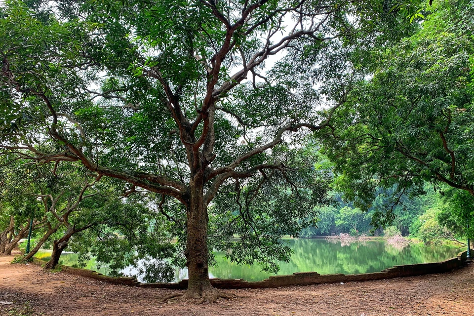 Con đường đất xòa bóng xanh mát trước cửa động Hoàng Xá. (Ảnh: Xuân Mai/Vietnam+)