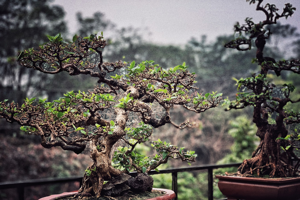 Mỗi cây mỗi thế dáng vô cùng độc đáo cho thấy cách chơi của người có nghề và đây đều là tác phẩm do anh tự tạo tác. (Ảnh: Xuân Mai/Vietnam+)