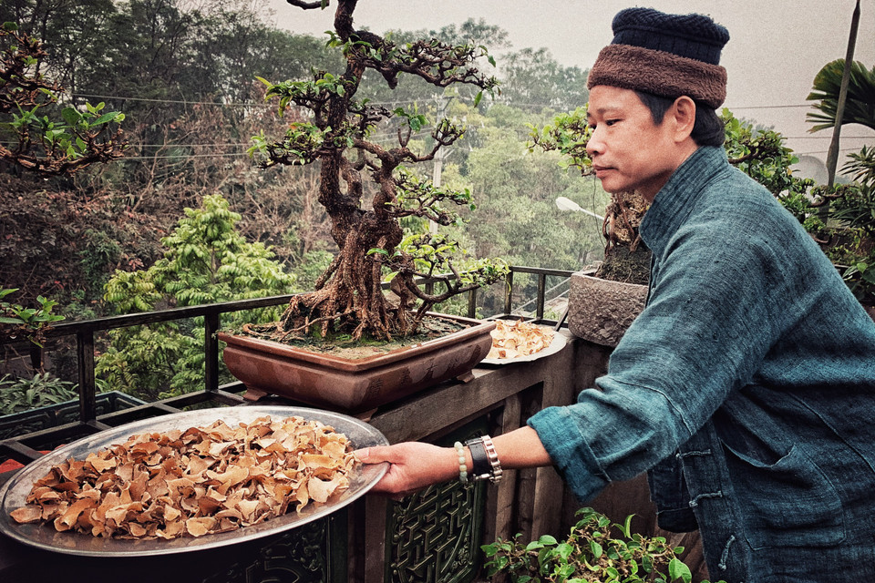 Thất diệp nhất chi hoa là một vị thuốc nhưng anh dùng để pha trà uống hàng ngày. (Ảnh: Xuân Mai/Vietnam+)