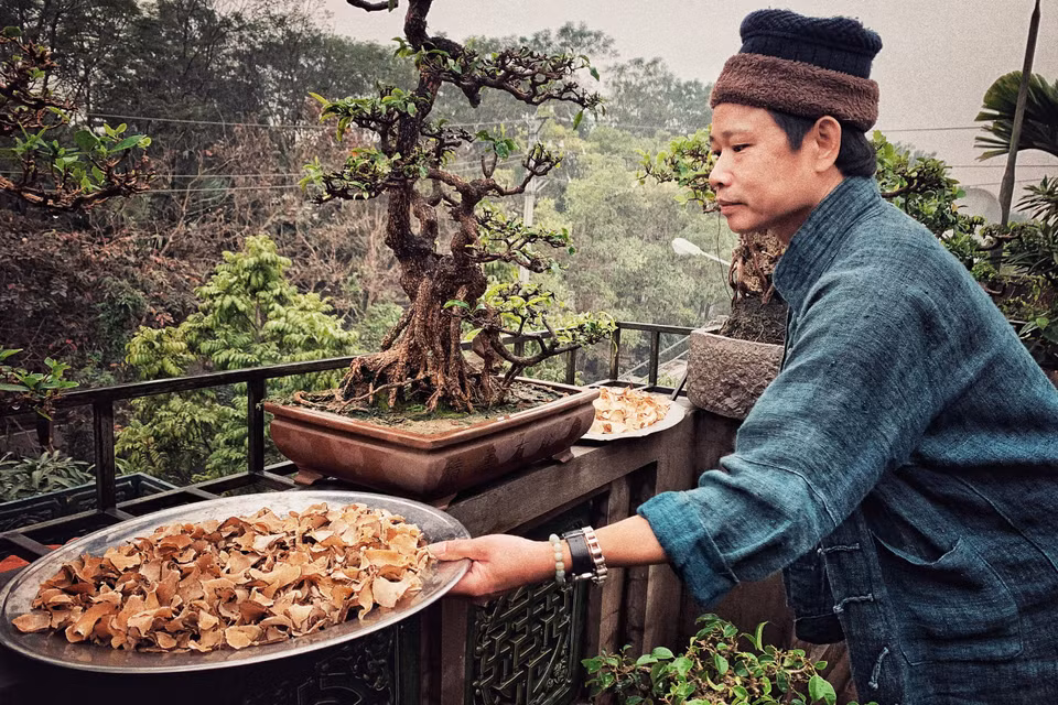 Thất diệp nhất chi hoa là một vị thuốc nhưng anh dùng để pha trà uống hàng ngày. (Ảnh: Xuân Mai/Vietnam+)