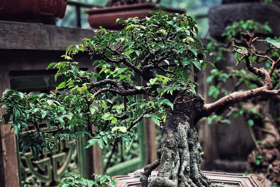 Nếu không có quả, chắc mọi người khó có thể nhìn ra đây là cây khế. (Ảnh: Xuân Mai/Vietnam+)