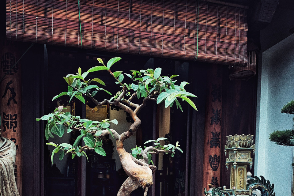 Cây ổi cũng có thế dáng đặc biệt. (Ảnh: Xuân Mai/Vietnam+)