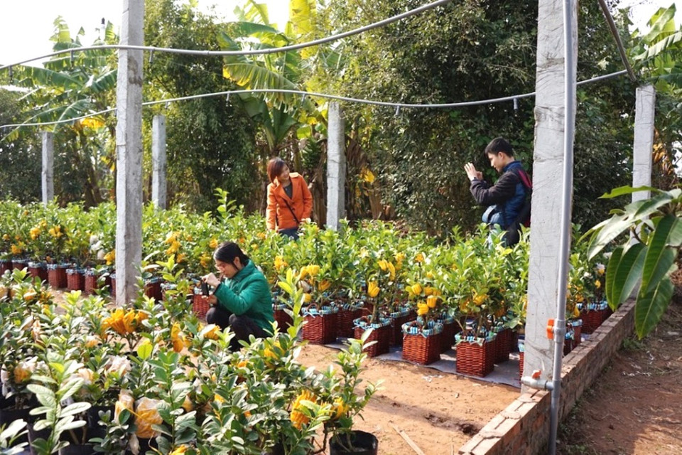 Du khách tới thăm vườn phật thủ với mong muốn sớm chọn cho mình những sản phẩm ưng ý. (Ảnh: Hạnh Nguyễn/Vietnam+) 