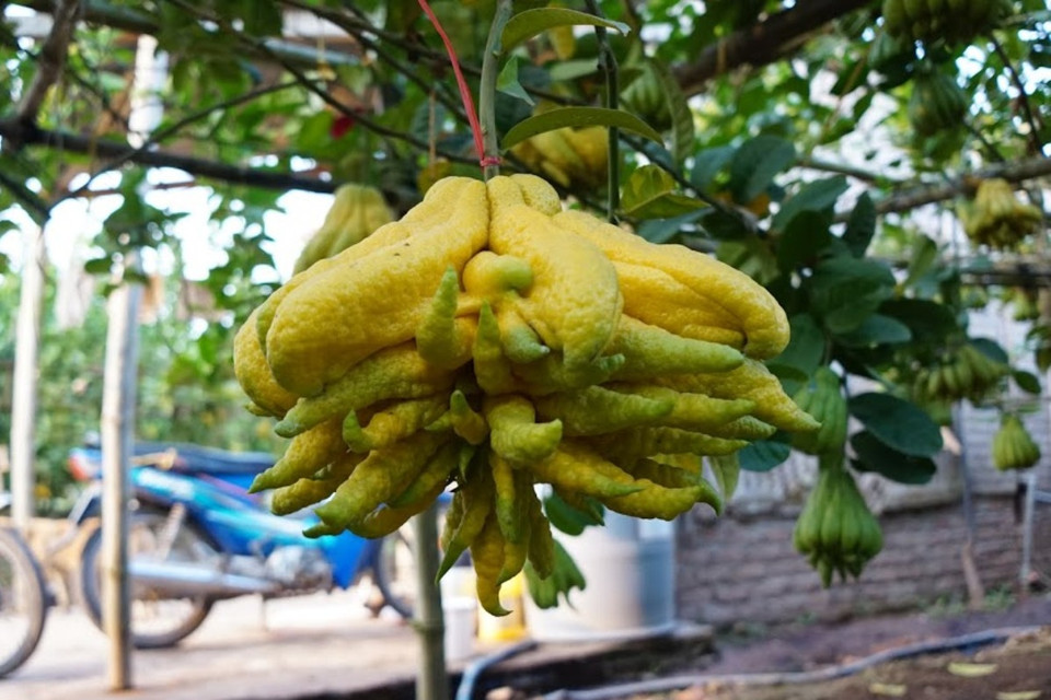 Quả phật thủ đẹp phải hội tụ đủ các yếu tố to quả, nhiều tầng, ngón tay dài vươn rộng hoặc chĩa ra đều các hướng. (Ảnh: Hạnh Nguyễn/Vietnam+) 