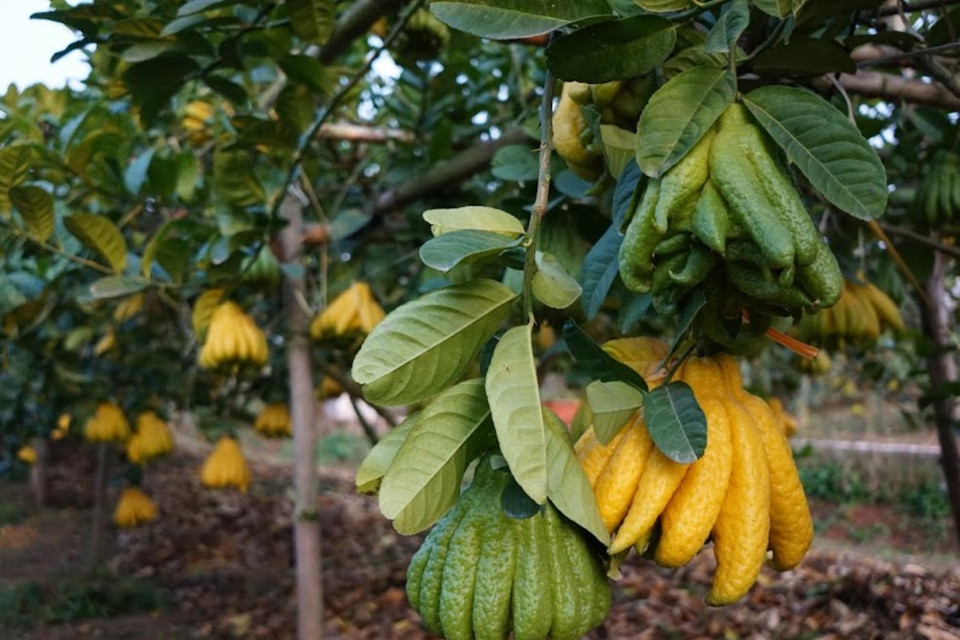 Phật thủ còn có tên gọi là ‘quả tay Phật’ mang lý nghĩa tâm linh, cầu mong sự may mắn đến với các gia chủ nhân dịp năm mới. (Ảnh: Hạnh Nguyễn/Vietnam+) 