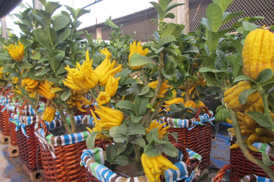 Năm nay, người dân Đắc Sở đã cho ra thị trường một sản phẩm mới ‘phật thủ bonsai.’ (Ảnh: Hạnh Nguyễn/Vietnam+) 