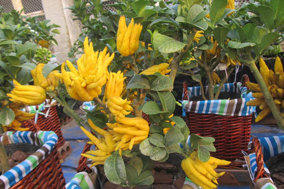 Cây phật thủ tạo dáng bonsai đẹp ngoài những yêu cầu dáng, thế còn phải cho ra quả lẻ 5, 9, 13… hội tụ các yếu tố ‘thịnh, suy, vi, thái’ và chốt ở chữ ‘thịnh.’ (Ảnh: Hạnh Nguyễn/Vietnam+) 