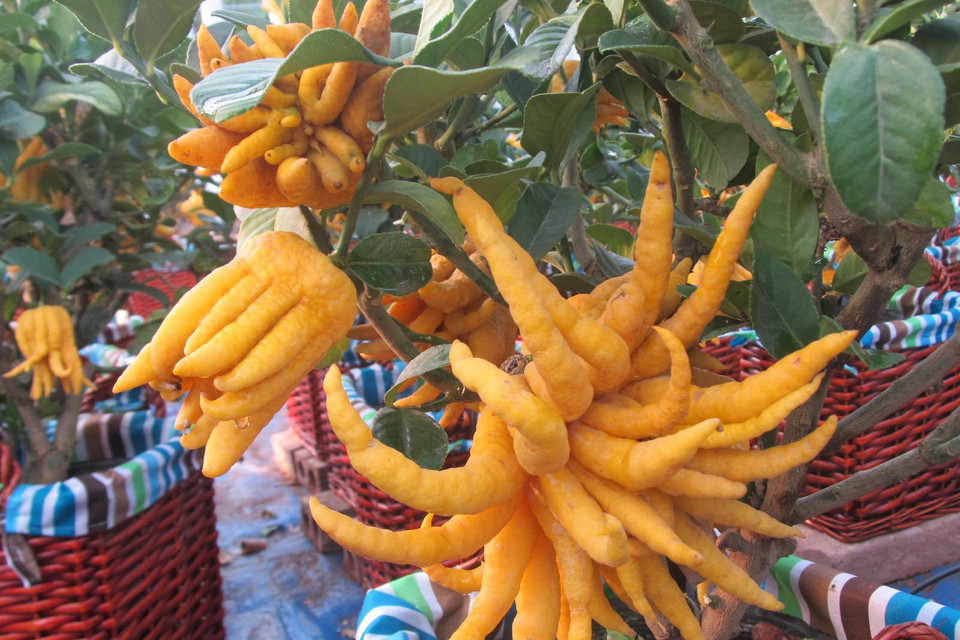 Quả phật thủ ‘nở hoa’ bên cây bonsai. (Ảnh: Hạnh Nguyễn/Vietnam+) 