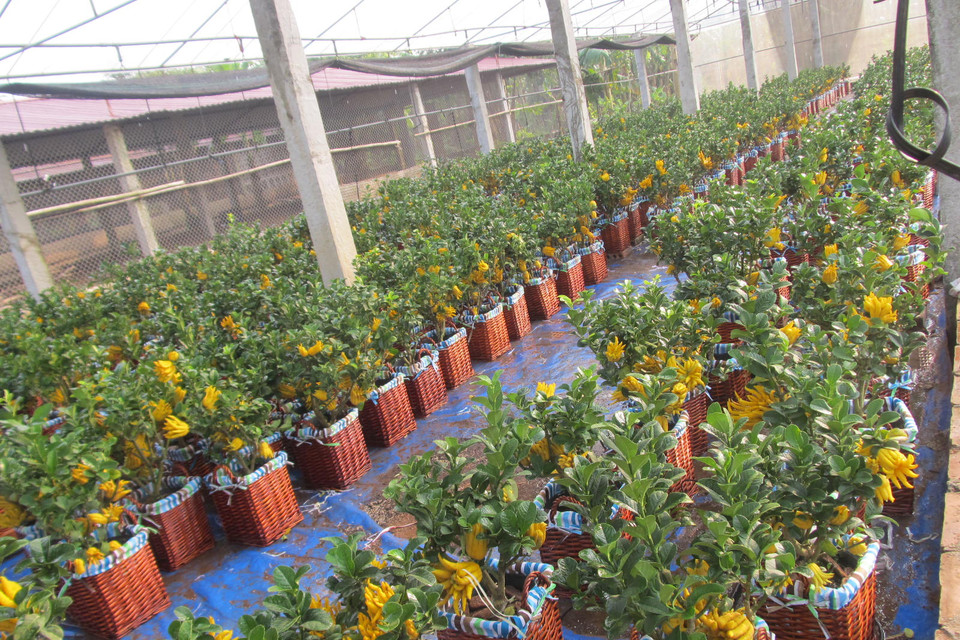 Phật thủ bonsai được trồng trong nhà kính với quy trình tưới nhỏ giọt. (Ảnh: Hạnh Nguyễn/Vietnam+) 