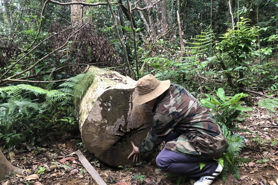 Những lóng gỗ có đường kính từ 80-100cm . (Ảnh: TTXVN)