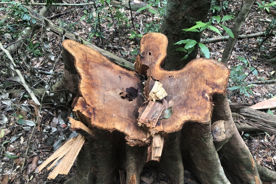 Một gốc cây với đường kính gần 1m vừa bị đốn hạ. (Ảnh: TTXVN)