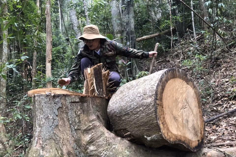  Tình trạng khai thác gỗ trái phép trong rừng phòng hộ đầu nguồn diễn ra từ nhiều năm nay. (Ảnh: TTXVN)