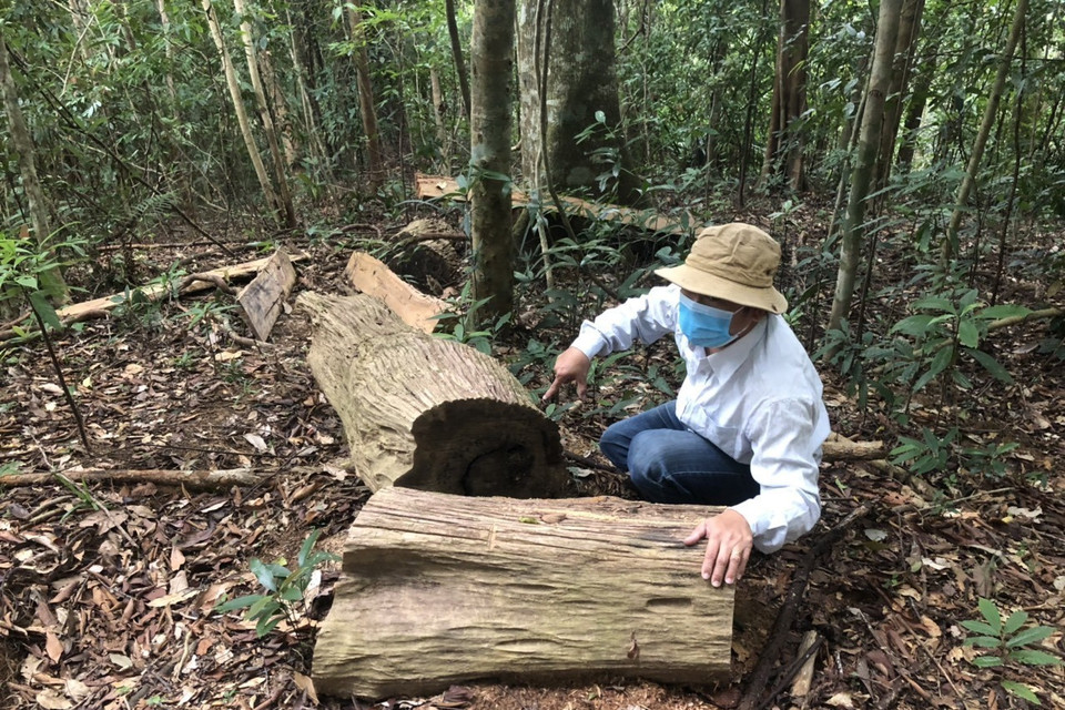 Nhiều lóng gỗ chưa kịp vận chuyển khỏi rừng. (Ảnh: TTXVN)