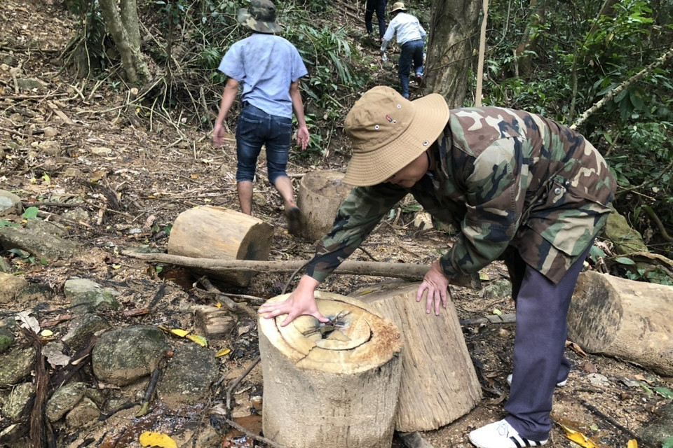 Số bột cưa, gỗ bìa còn sót lại, vương vãi khắp nơi chỉ là “phần nổi của tảng băng chìm”. (Ảnh: TTXVN)