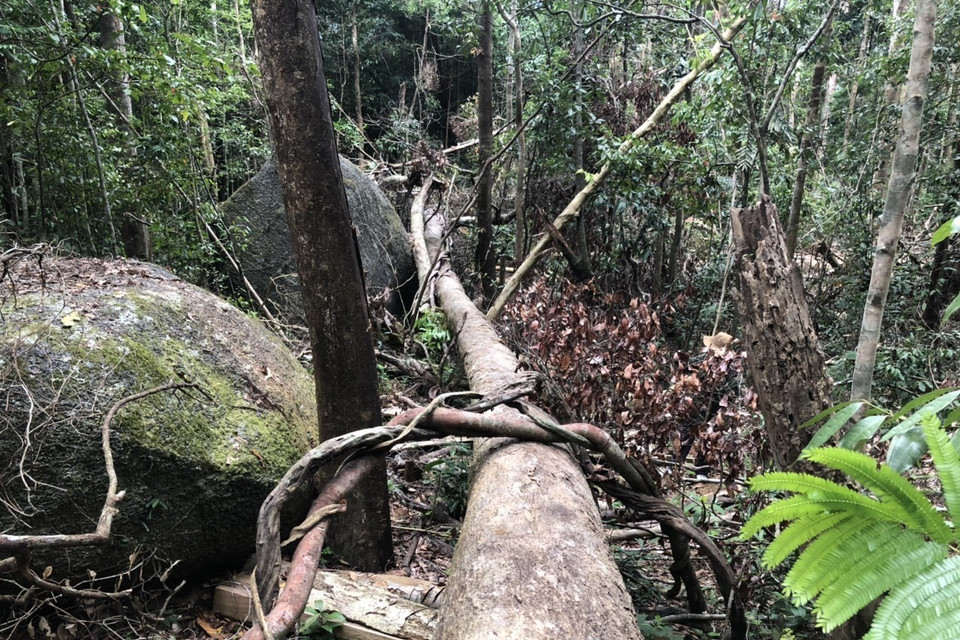 Một cây gỗ lớn bị triệt hạ dài hàng chục mét. (Ảnh: TTXVN)