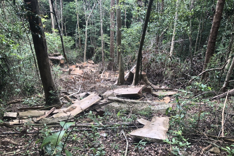 Thân cây đã bị xẻ thành nhiều phách. (Ảnh: TTXVN)