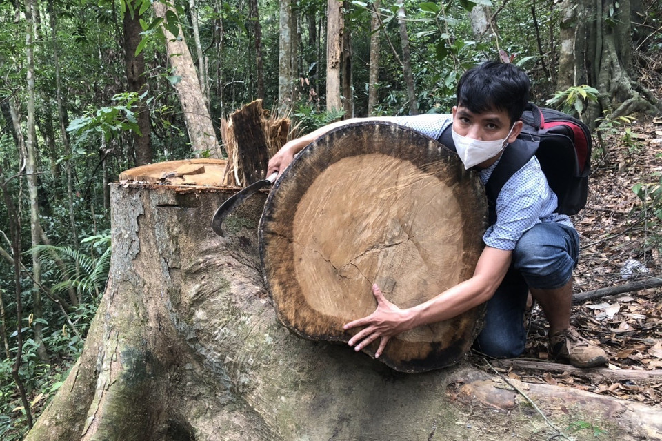Có những gốc cây có vết cưa còn khá mới. (Ảnh: TTXVN)