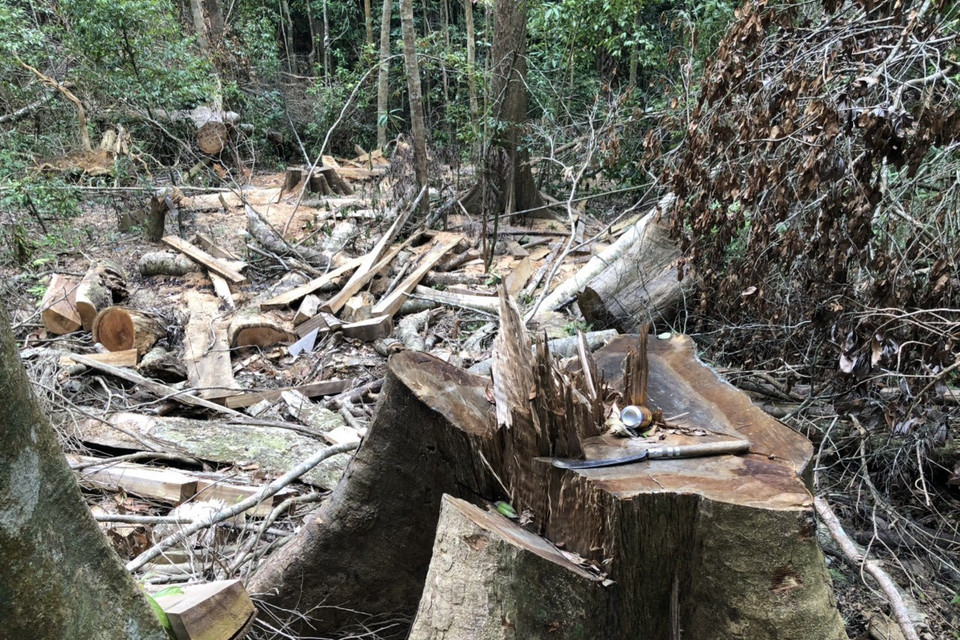  “Đại công trường” phá rừng của lâm tặc. ((Ảnh: TTXVN))