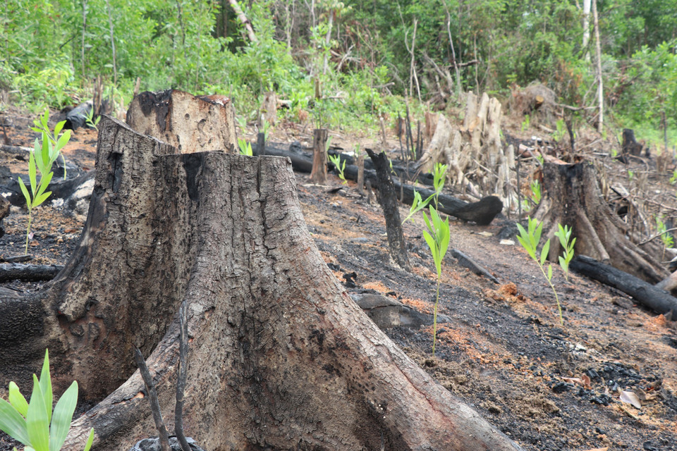 Cây rừng tự nhiên bị phá đến đâu, cây keo mọc lên đến đó. (Ảnh: Phạm Cường/TTXVN)