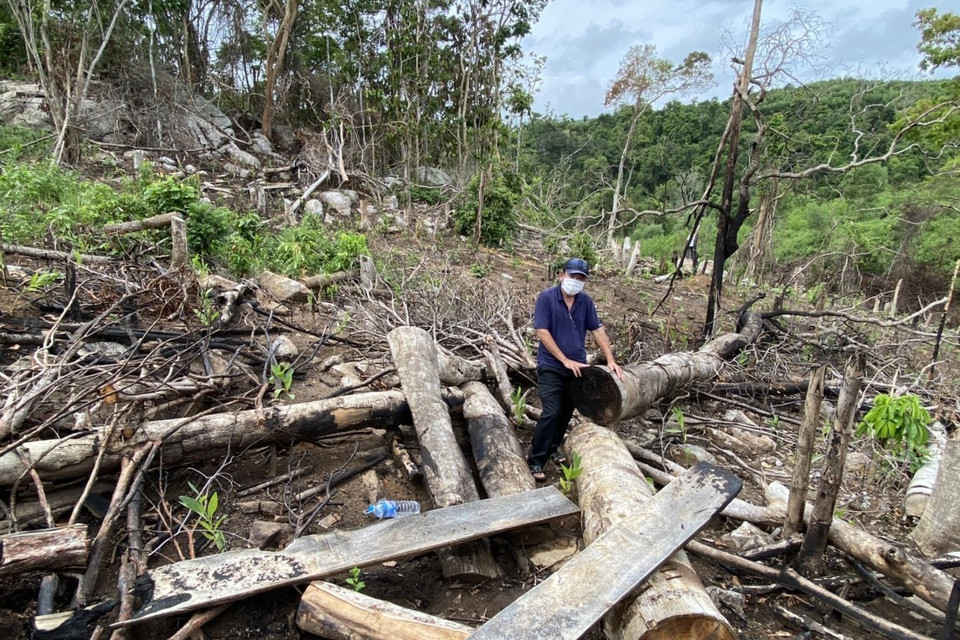 Rừng phòng hộ khu vực suối Sổ, suối Cheo Reo, thôn Tân Thành, xã Sơn Hội (Sơn Hòa, Phú Yên) bị chặt phá. (Ảnh: Phạm Cường/TTXVN)