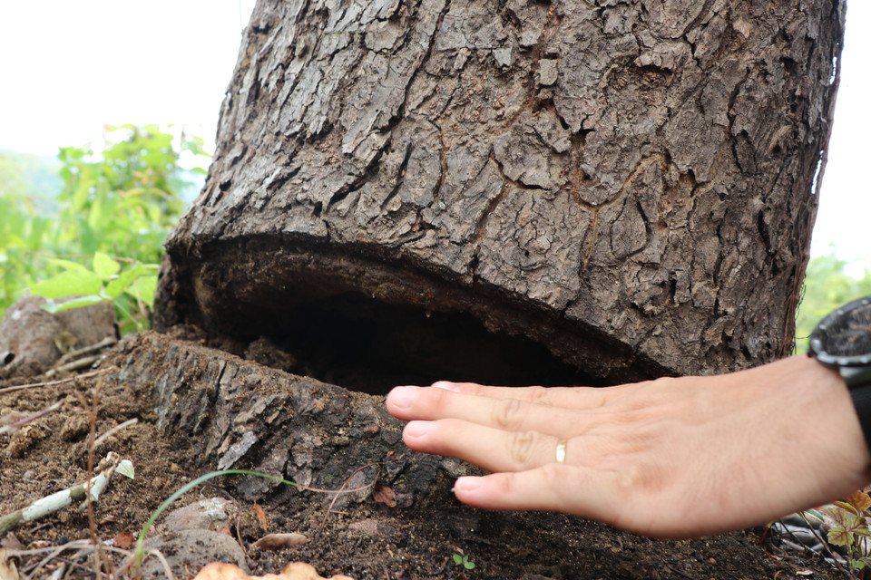 Một số cây to bị cưa ½ gốc mục đích cho cây chết khô sau đó các đối tượng sẽ đốn hạ. (Ảnh: Phạm Cường/TTXVN)