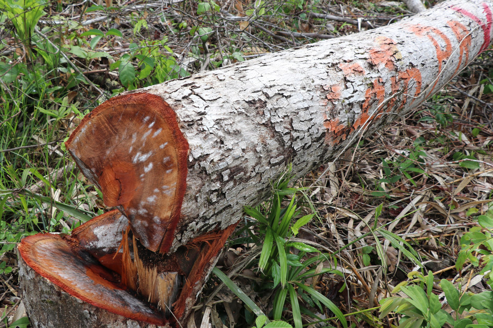 Hiện trường rừng bị phá khu vực dốc Cốc, thôn Tân Thành, xã Sơn Hội (Sơn Hòa, Phú Yên). (Ảnh: Phạm Cường/TTXVN)