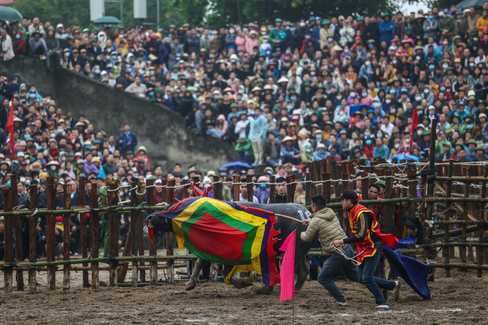 Các con trâu thắng cuộc hay thua cuộc sẽ được chủ chọi bịt mắt để dắt ra khỏi khu vực thi đấu. (Ảnh: Minh Sơn/Vietnam+)