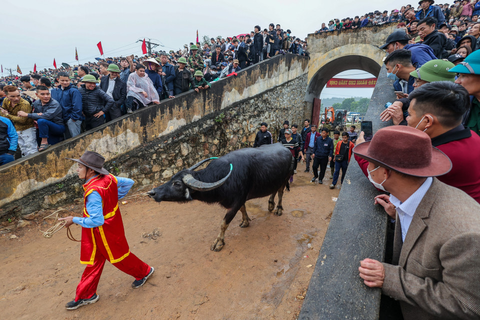 Nuôi trâu chọi cũng là 'bí kíp' của mỗi chủ trâu. Hàng năm, vào khoảng tháng 7-8 các làng sẽ cử người lặn lội lên tận Tuyên Quang, Hà Giang, Lai Châu... để tìm những trâu khoẻ, đẹp mua về. (Ảnh: Minh Sơn/Vietnam+)
