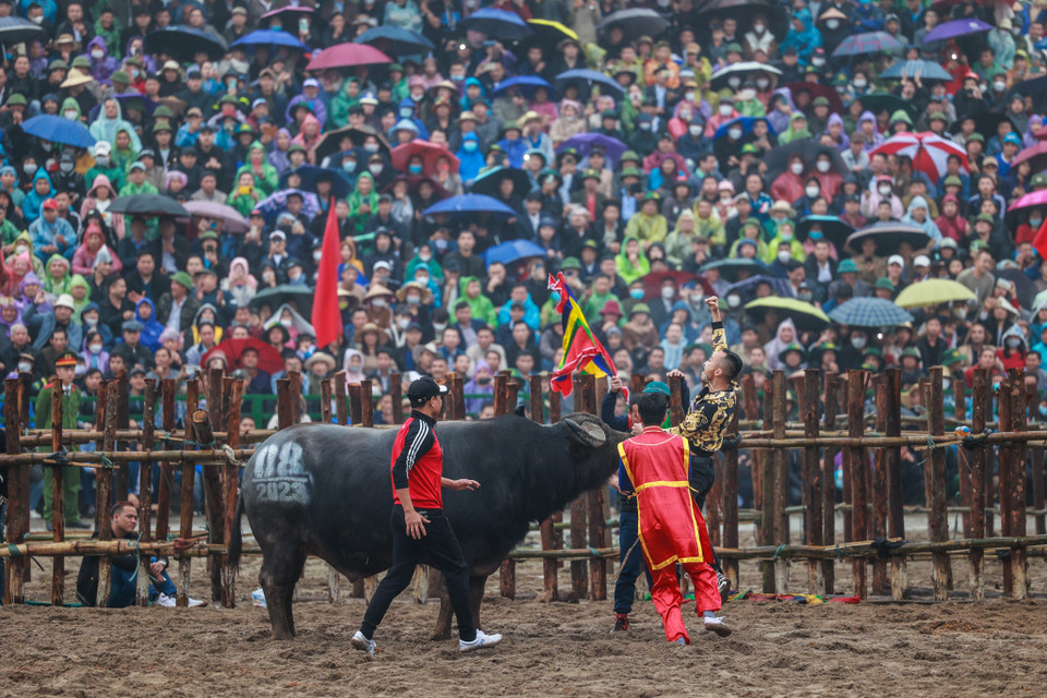 Niềm vui của chủ con trâu số 8 giành chức vô địch của năm nay. (Ảnh: Minh Sơn/Vietnam+)