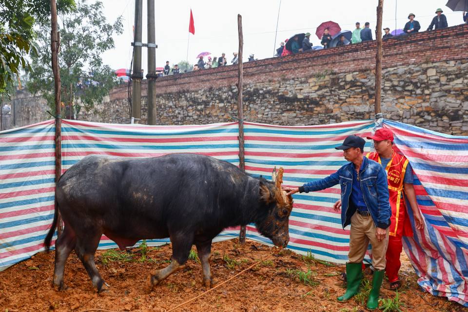 Anh Nguyễn Văn Bắc, chủ con trâu số 1 đã có kinh nghiệm hơn mười năm nuôi trâu chọi. Trước trận đấu, các chủ trâu sẽ quây bạt và thực hiện một số thao tác để trâu được sung sức nhất trước trận đấu. (Ảnh: Minh Sơn/Vietnam+)