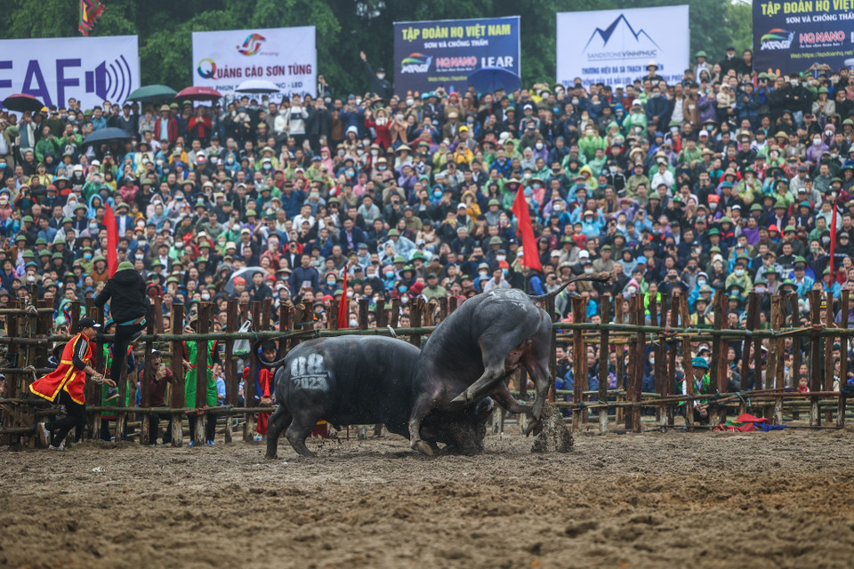 Tiêu chuẩn của trâu chọi được quy định: Trâu không kể tuổi nhưng phải là trâu cà, lông đen tuyền, không trắng lưỡi, sừng hướng tiền, mắt nhô nom tựa ốc loa, móng kép, chân to, có vòng ngực 2,05m trở lên, ngoại hình đẹp, đuôi dài chấm khoeo. (Ảnh: Minh Sơn/Vietnam+)