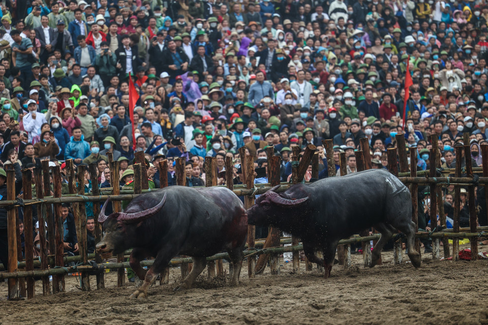 Sau gần nửa năm được chăm sóc, trâu nào cũng béo tốt, tràn đầy sinh lực trước khi vào trận. Nét đẹp của lễ hội chọi trâu là trâu bao giờ cũng đấu nhau bằng lối đối mặt dùng sừng và sức khoẻ để chọn thế võ tấn công đối phương, dù thắng hay thua không bao giờ trâu tấn công nhau từ phía sau lưng hay mạng sườn. (Ảnh: Minh Sơn/Vietnam+)