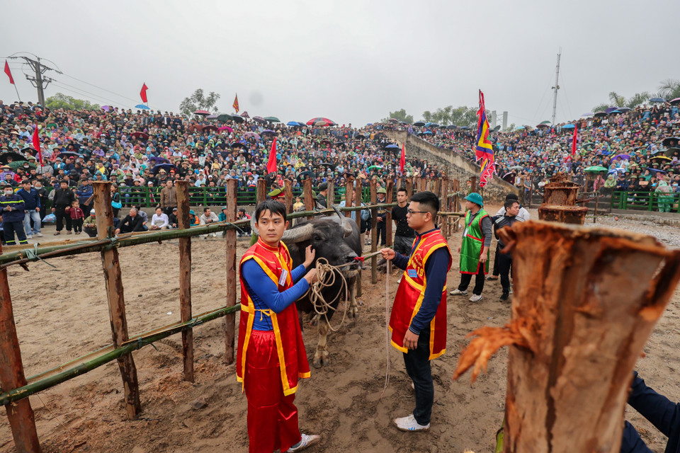 Trâu mua về được giao cho một gia đình tiêu biểu nuôi dưỡng, các gia đình khác có nghĩa vụ đóng góp thức ăn cho trâu. (Ảnh: Minh Sơn/Vietnam+)