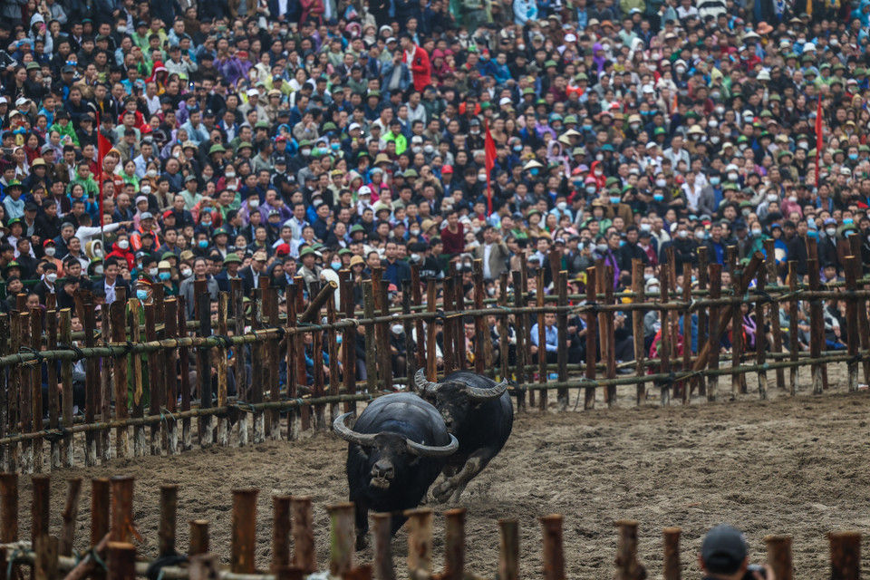 Khi vào sới chọi, các 'ông Cầu' sẽ lao vào để so tài cao thấp. (Ảnh: Minh Sơn/Vietnam+)
