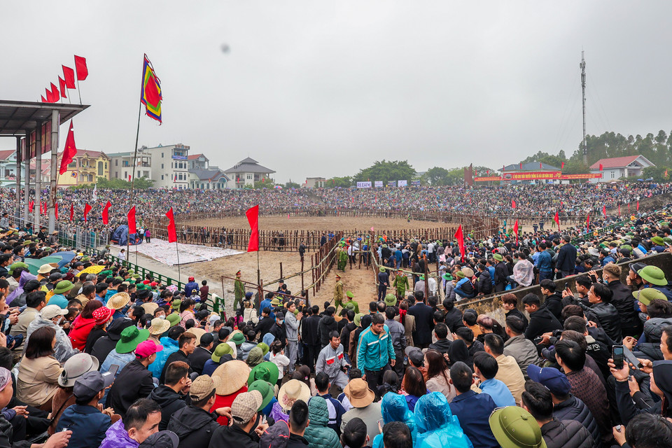Lễ hội chọi trâu ở làng Bạch Lưu, nay là xã Hải Lựu, huyện Sông Lô, tỉnh Vĩnh Phúc được xem là một cổ tục độc đáo vừa được tổ chức trở lại sau 3 năm vì dịch COVID-19. (Ảnh: Minh Sơn/Vietnam+) 