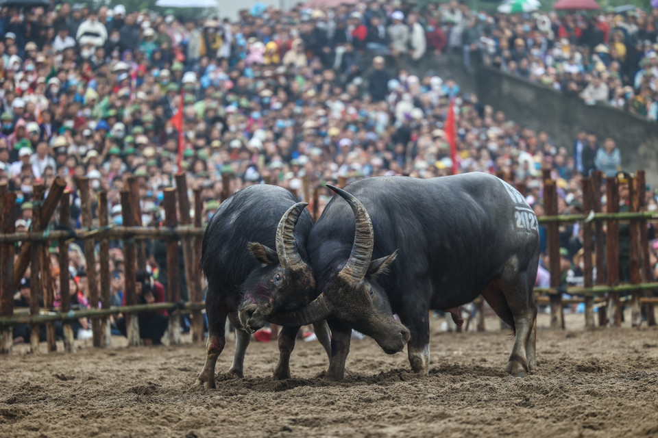Sới chọi trâu có 2 cửa ra, vào ở phía Đông và phía Tây. (Ảnh: Minh Sơn/Vietnam+)