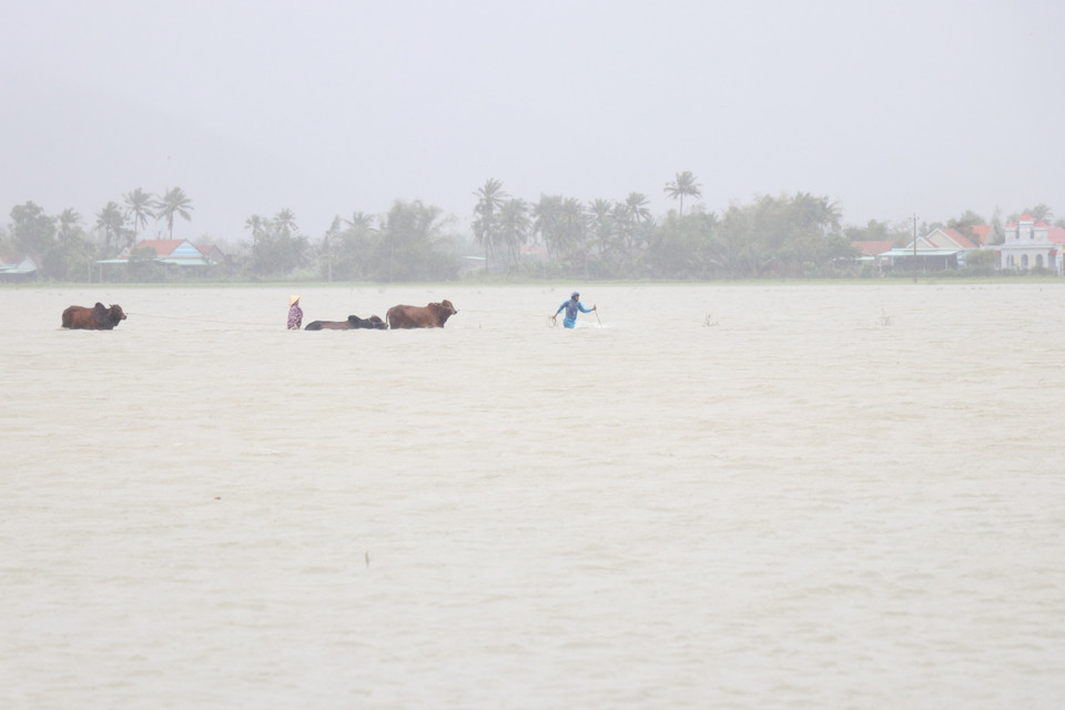 Người dân xã Hòa Mỹ Đông, huyện Tây Hòa, Phú Yên di dời khẩn gia súc đến nơi an toàn do nước lũ dâng cao. (Ảnh: Phạm Cường-Xuân Triệu/TTXVN)