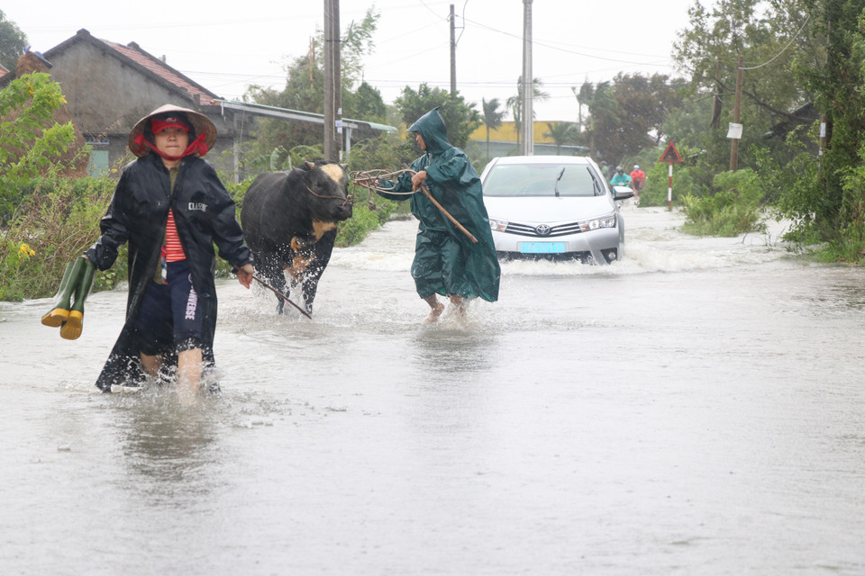 Người dân huyện Tây Hòa di dời khẩn gia súc đến nơi an toàn. (Ảnh: Phạm Cường-Xuân Triệu/TTXVN)