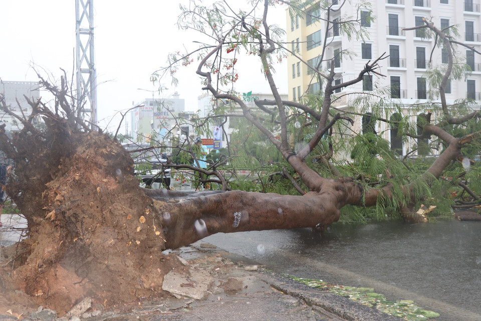 Bão số 12 gây mưa lớn, gió giật mạnh làm nhiều cây xanh ở Phú Yên bật gốc. (Ảnh: Phạm Cường-Xuân Triệu/TTXVN)