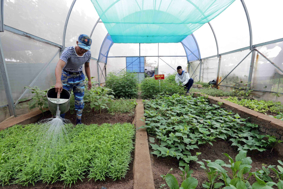 Dự án trồng rau xanh nhà kính được triển khai tại đảo Sơn Ca với 2 khu nhà kính (khoảng 100m2/khu) do Viện Khoa học nông nghiệp miền Nam thực hiện và bàn giao cho đơn vị, đảm bảo cơ bản nhu cầu về rau xanh cho đảo Sơn Ca cũng như cho các đảo khác ở Trường Sa. (Ảnh: Trần Việt/ TTXVN)