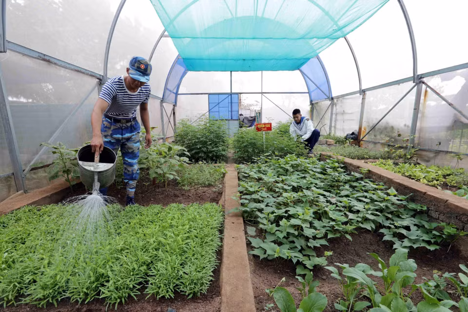 Dự án trồng rau xanh nhà kính được triển khai tại đảo Sơn Ca với 2 khu nhà kính (khoảng 100m2/khu) do Viện Khoa học nông nghiệp miền Nam thực hiện và bàn giao cho đơn vị, đảm bảo cơ bản nhu cầu về rau xanh cho đảo Sơn Ca cũng như cho các đảo khác ở Trường Sa. (Ảnh: Trần Việt/ TTXVN)