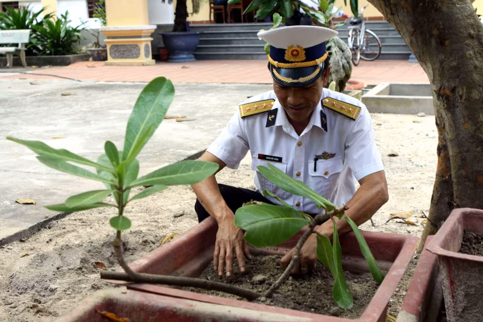  Chiến sỹ Trường Sa chăm sóc cây bàng vuông giống - tượng trưng cho sức sống dẻo dai, mãnh liệt, kiên cường của những người lính trước bão tố, và là loài hoa mang ý nghĩa 'Hồn Tổ quốc'giữa ngàn khơi. (Ảnh: Minh Đức/TTXVN)