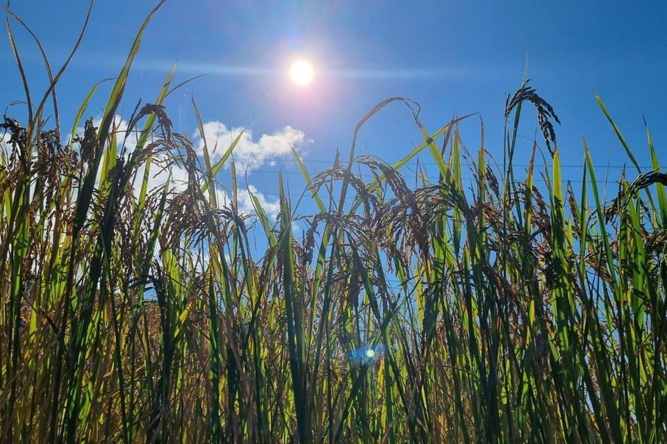 Sắc vàng lúa chín ở thung lũng Măng Ri, huyện Tu Mơ Rông, tỉnh Kon Tum. (Ảnh: Dư Toán/TTXVN)