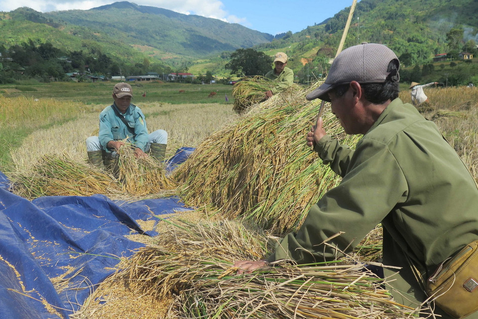 Thu hoạch lúa tại thung lũng Măng Ri, huyện Tu Mơ Rông, tỉnh Kon Tum. (Ảnh: Dư Toán/TTXVN)