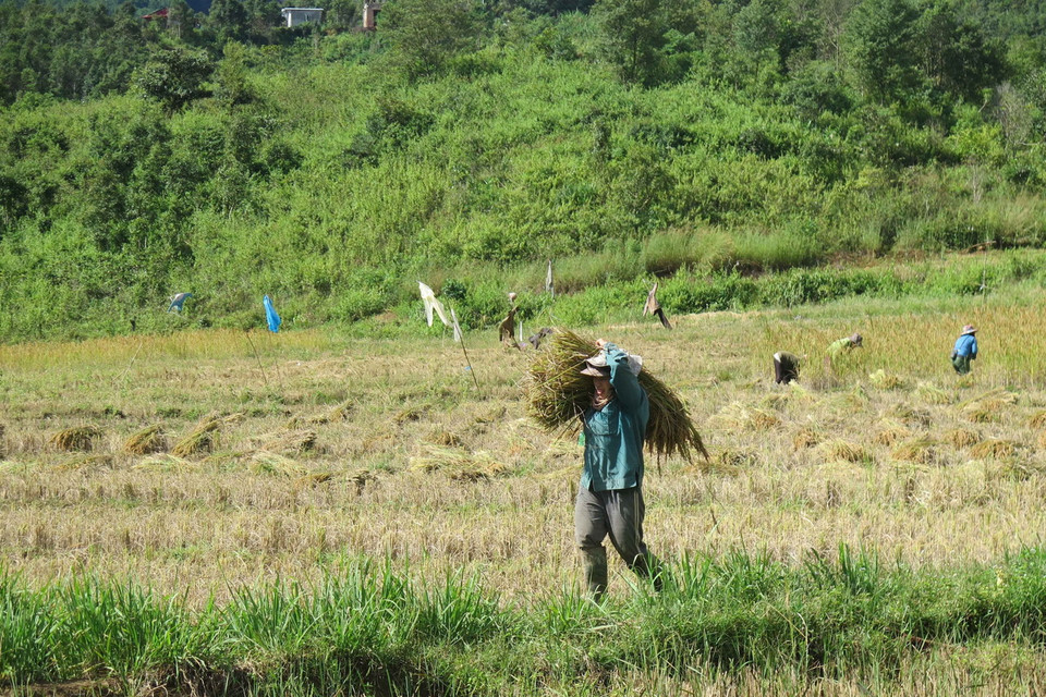 Thu hoạch lúa tại thung lũng Măng Ri, huyện Tu Mơ Rông, tỉnh Kon Tum. (Ảnh: Dư Toán/TTXVN)