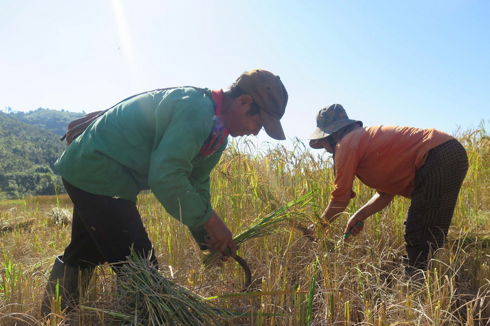 Thu hoạch lúa tại thung lũng Măng Ri, huyện Tu Mơ Rông, tỉnh Kon Tum. (Ảnh: Dư Toán/TTXVN)