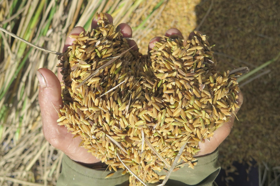 Lúa hữu cơ ở thung lũng Măng Ri, huyện Tu Mơ Rông, tỉnh Kon Tum. (Ảnh: Dư Toán/TTXVN)