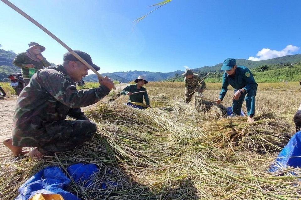 Thu hoạch lúa tại thung lũng Măng Ri, huyện Tu Mơ Rông, tỉnh Kon Tum. (Ảnh: Dư Toán/TTXVN)