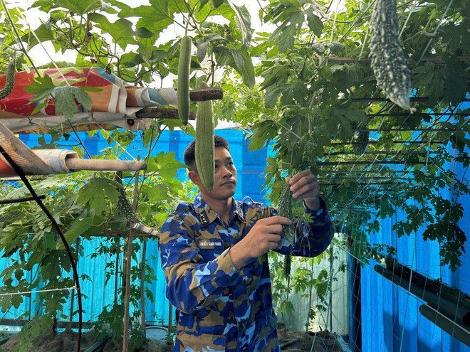 Giàn mướp tăng gia của lính đảo xanh tốt trong cái nắng đầu Hè. (Ảnh: Diệu Thúy/TTXVN) truong-sa-3-6573.jpg