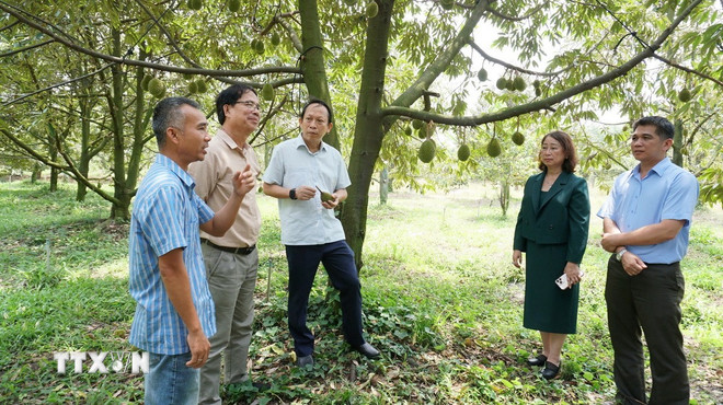 ttxvn-sau-rieng-tay-ninh-3.jpg